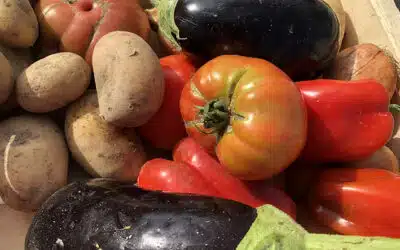 Marché de Lenfant : De la terre  à l’assiette