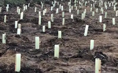 La Montagnette renait de ses cendres